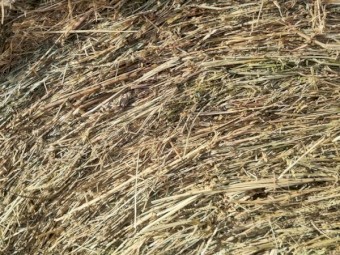 4x4 Heavy Round Bales of Pasture Hay