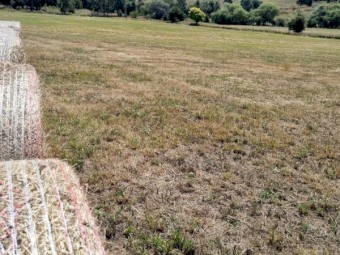 4x4 Heavy Round Bales of Pasture Hay