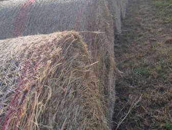 4x4 Heavy Round Bales of Pasture Hay