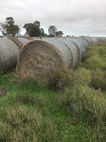 Clover and Rye Rounds