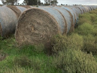 Clover and Rye Rounds