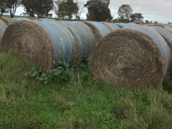 Clover and Rye Rounds