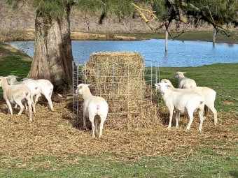 AUSTRALIAN WHITE EWES SIL TATTYKEEL x HIGHVELD 12 Months SCANNED in LAMB