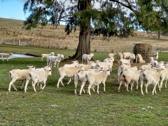 AUSTRALIAN WHITE EWES SIL TATTYKEEL x HIGHVELD 12 Months SCANNED in LAMB