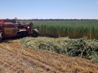 1500 x Oaten Hay 500-560kg 8x4x3 Bales