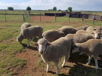 Merino lambs for sale