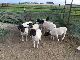 Dorper ewe lambs