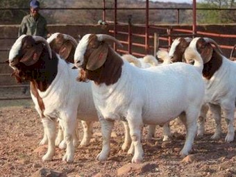 Boer meat goats for sale