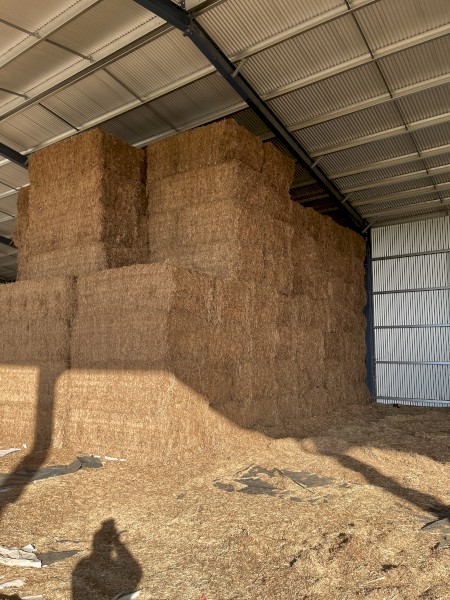 150mt Vetch Hay 600-650kg 8x4x3 Bales