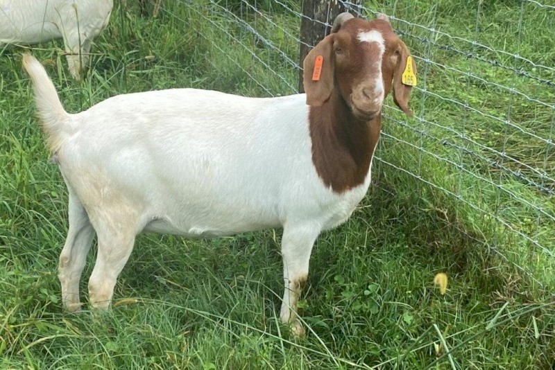 Registered Boer Breeding Does