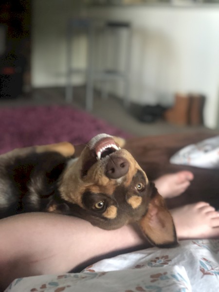 Kelpie x Border Collie