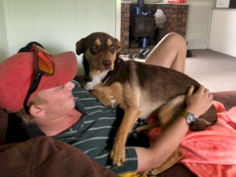 Kelpie x Border Collie