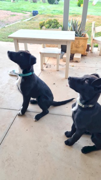 Border Collie Kelpie cross