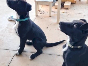 Border Collie Kelpie cross