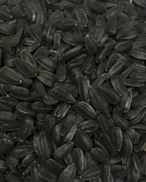 Black Sunflower Seed