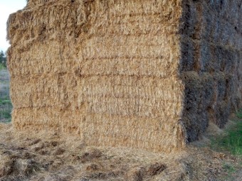 200 x Oaten Straw 8x4x3 Bales