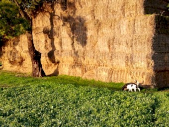 Pasture Hay 8x4x3 Bales