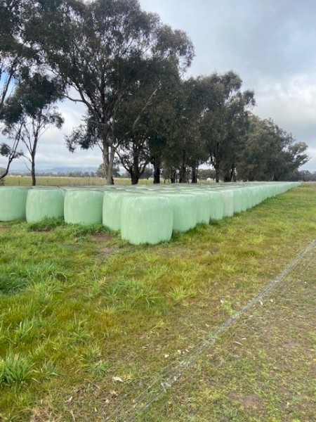 340 x Rye and Spear Grass 500kg 4x4 Silage Rolls