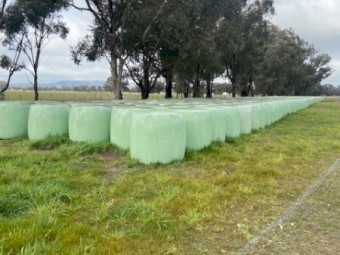 340 x Rye and Spear Grass 500kg 4x4 Silage Rolls