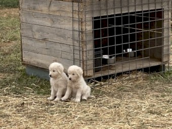 Maremma puppies 