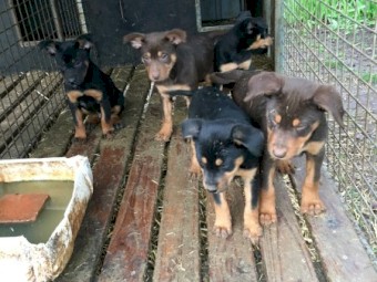 Kelpie pup