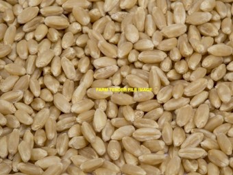 WANTED 270mt ASW Wheat (Delivered Cobram area)