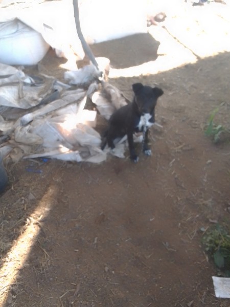 Kelpie borber collie *barb dog pup