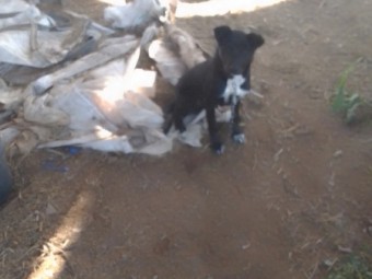 Kelpie borber collie *barb dog pup