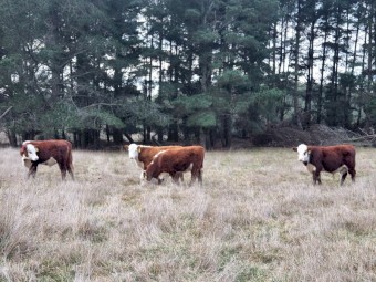 4 Poll Hereford Steers