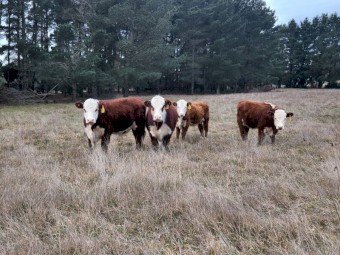 4 Poll Hereford Steers