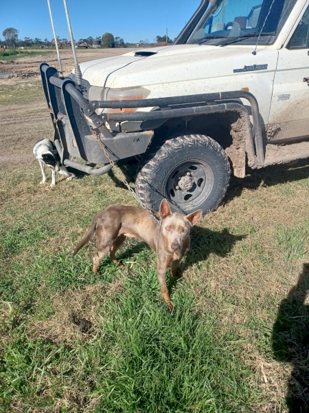 Kelpie dog 18 months 