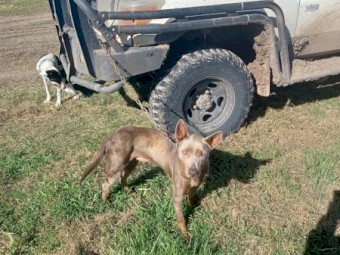 Kelpie dog 18 months 