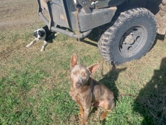 Kelpie dog 18 months 