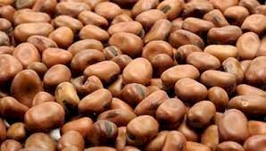 200mt Samira Faba Beans No.1 Grade