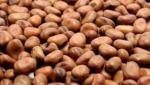 200mt Samira Faba Beans No.1 Grade
