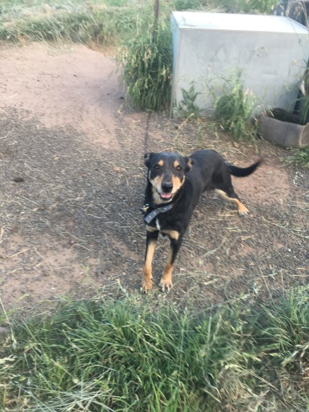 Kelpie Dog For Sale
