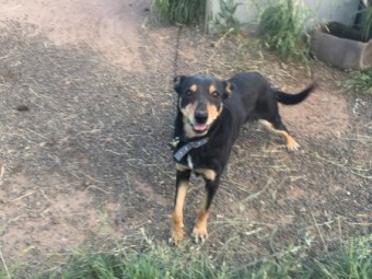 Kelpie Dog For Sale