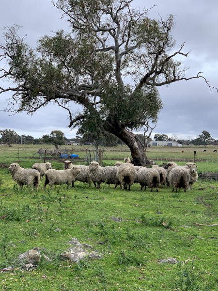 14 Cross Bred Miniature Ewes