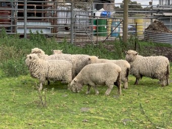 14 Cross Bred Miniature Ewes
