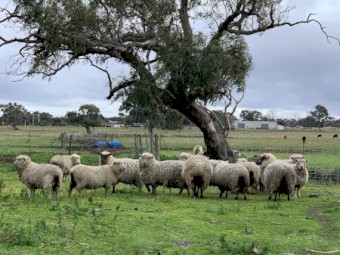 14 Cross Bred Miniature Ewes