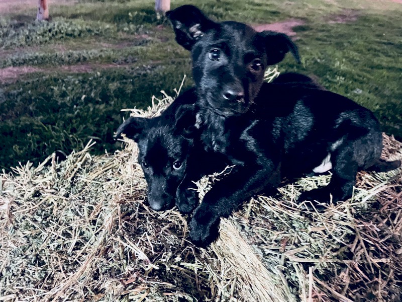 Kelpie pups for free