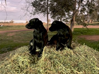 Kelpie pups for free