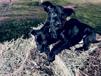 Kelpie pups for free