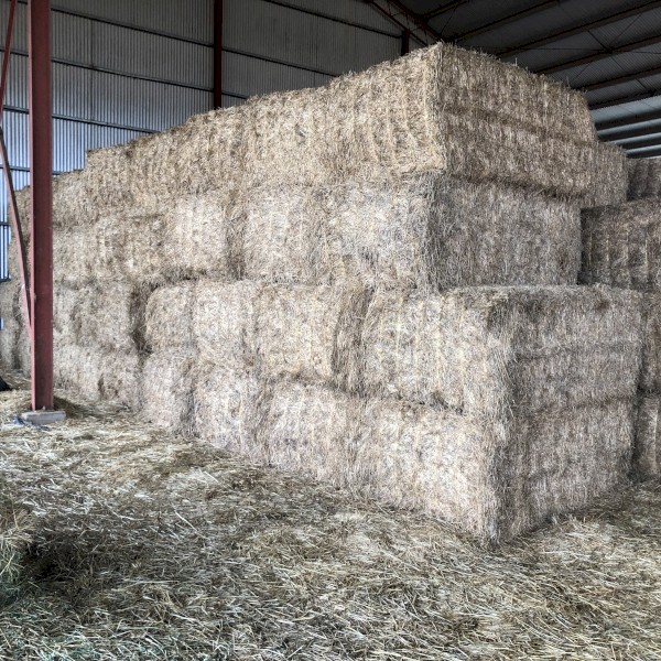 120mt Lucerne Hay 570kg 8x4x3 Bale Farm Tender