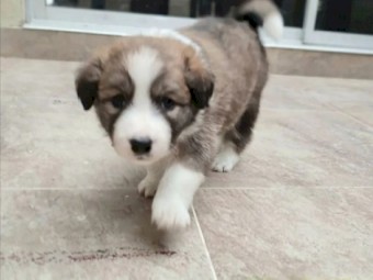 Male and Female Bordercollie puppies for sale