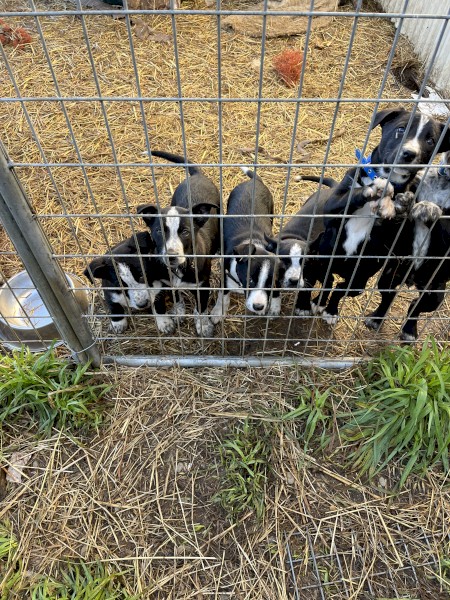 Farm working dogs for sale