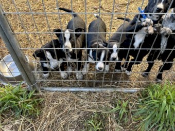Farm working dogs for sale