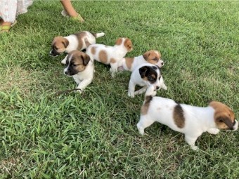 Jack Russell Puppies