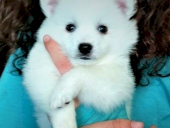  American Eskimo Puppies.