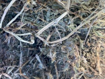 100mt Vetch Hay 550kg 8x4x3 Bales (Shedded)